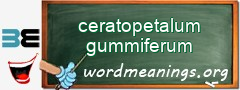 WordMeaning blackboard for ceratopetalum gummiferum